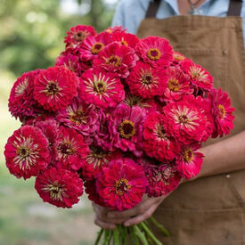 Benary's Giant Carmine, Zinnia Seeds